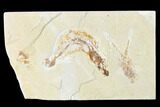 Cretaceous Fossil Lobster (Linuparus) And Fish - Lebanon #124004-1